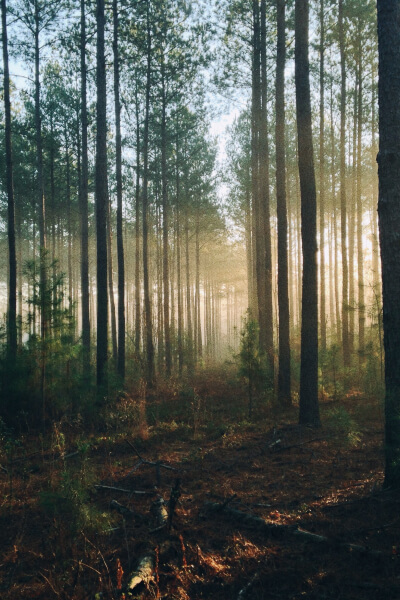 Forrest